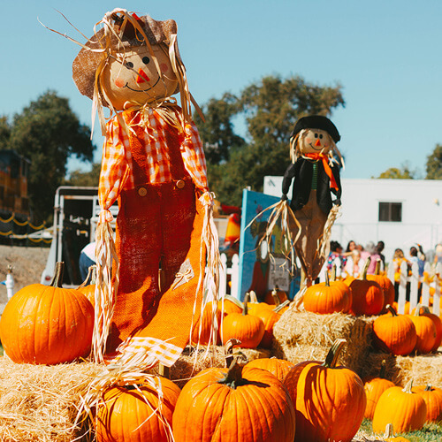 Scarecrows and pumpkins stand in a field