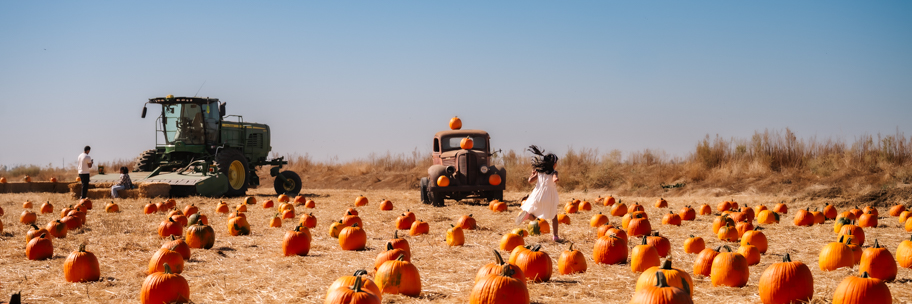 Field with pumpkins, old truck, tractor, and person running towards truck.