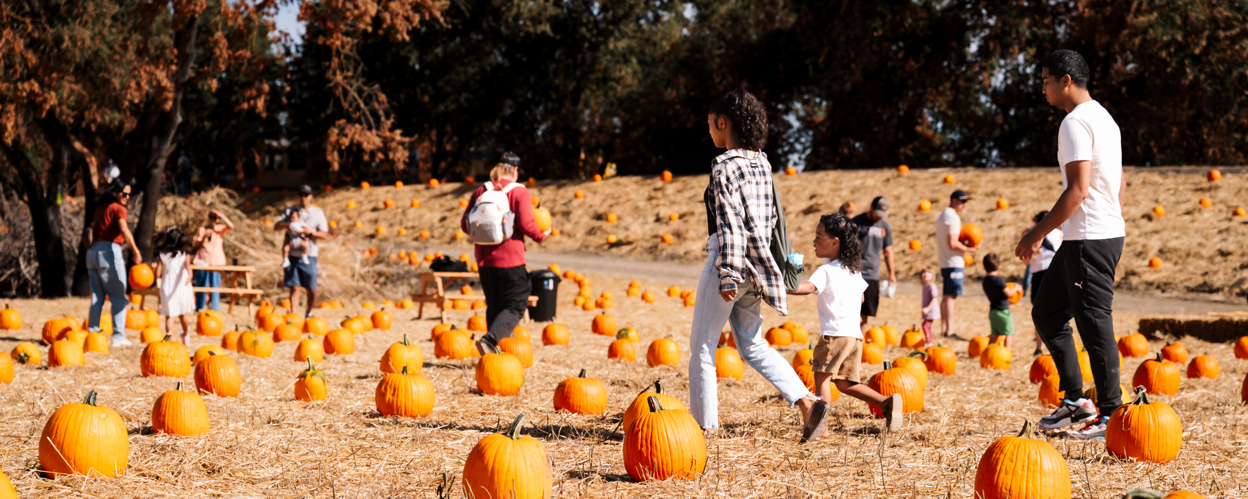 People walking in a pumpkin patch on a sunny day, surrounded by pumpkins.