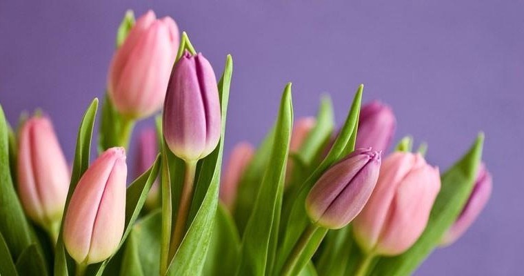 Pink and purple tulips against a purple background.