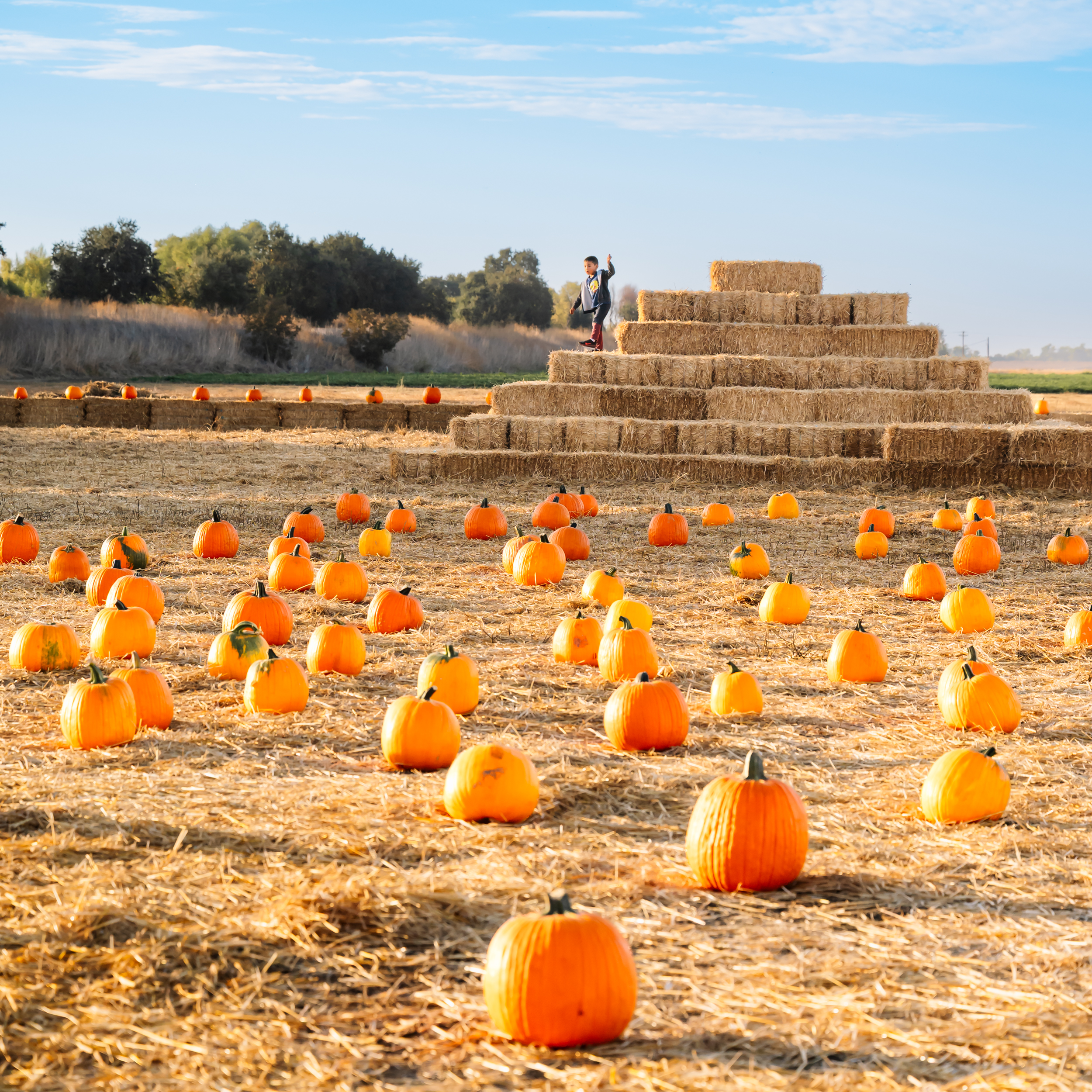 Pumpkin patch with hay bale pyramid under clear sky.