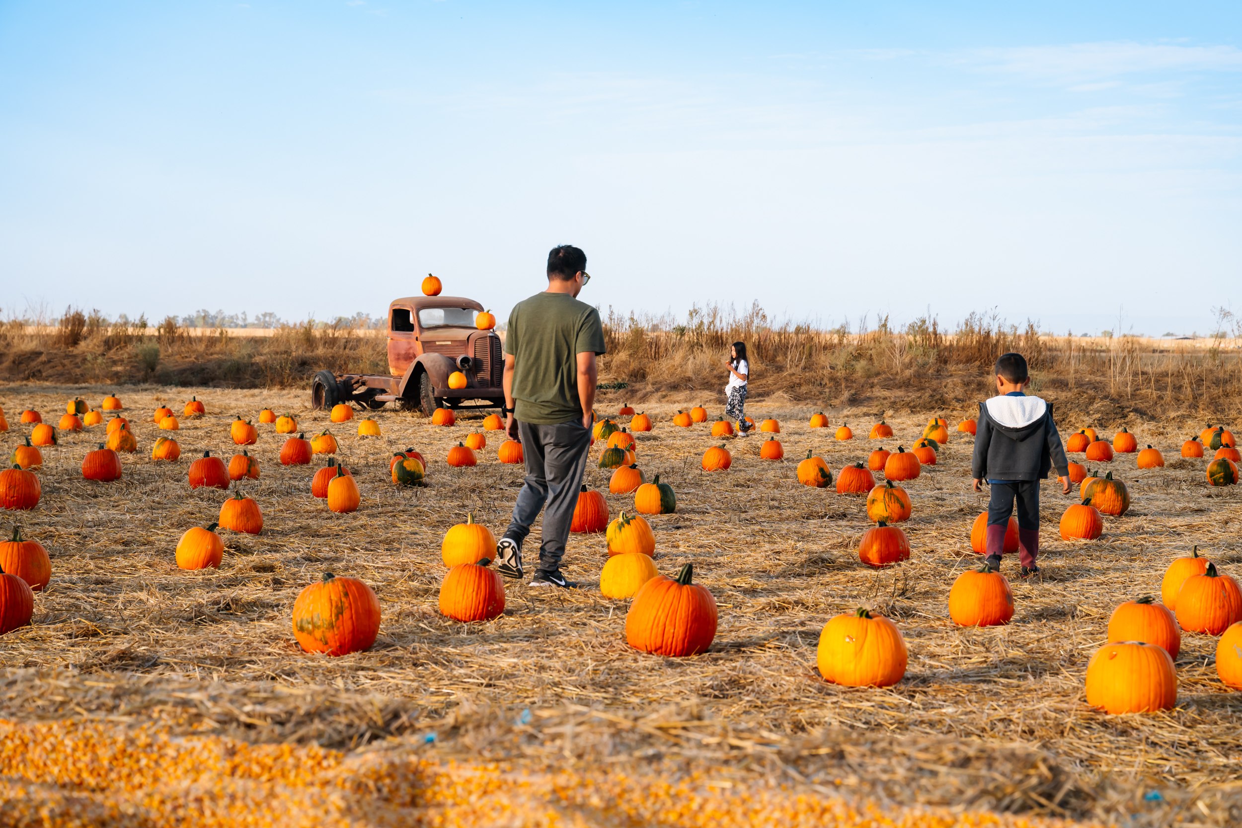 People walking through a pumpkin patch on a sunny day.