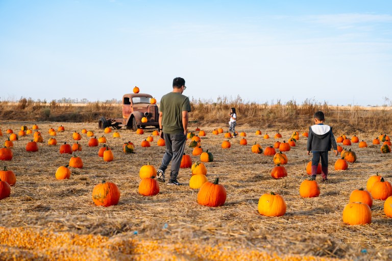People walking through a pumpkin patch on a sunny day.