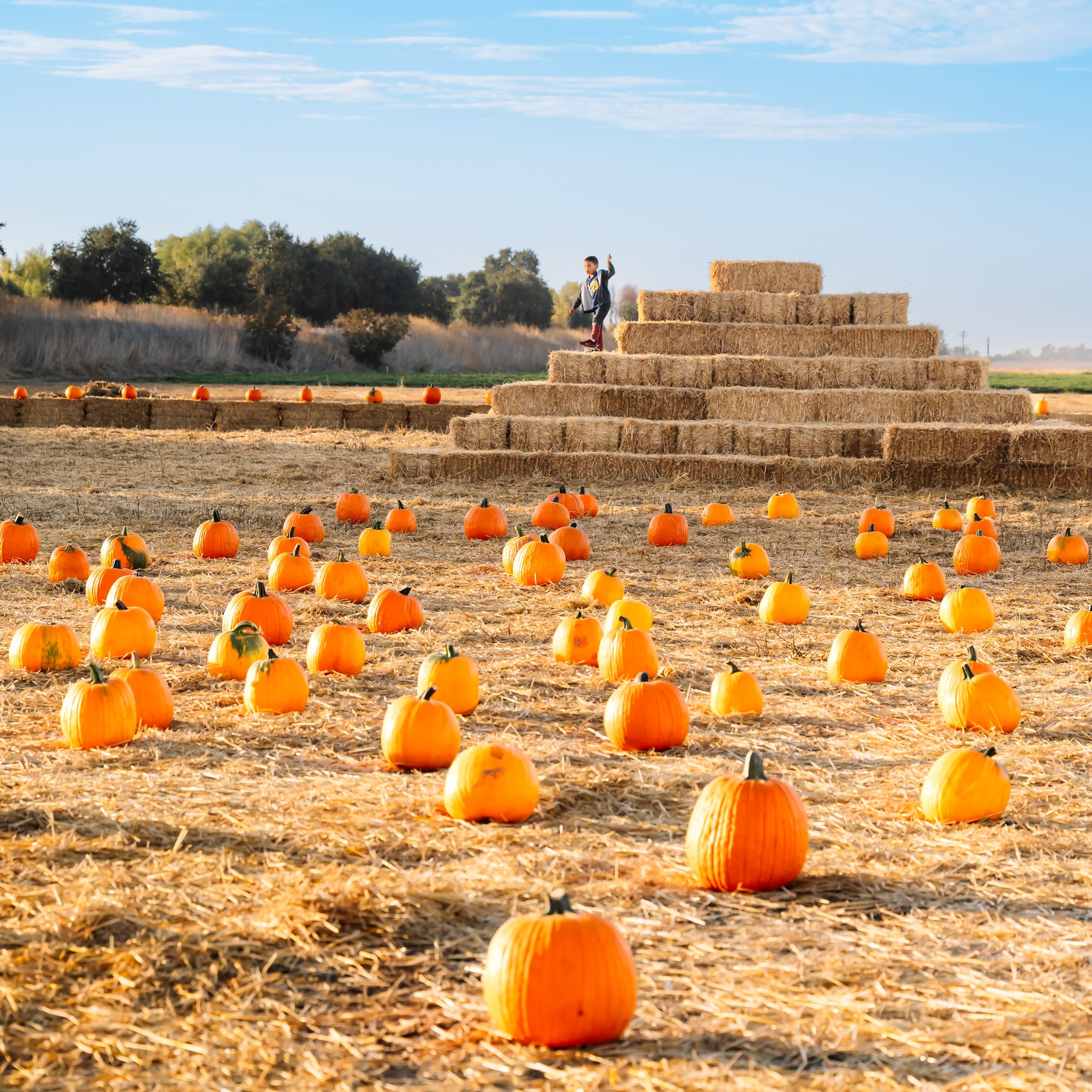 Pumpkin field with hay bale pyramid and sky backdrop.